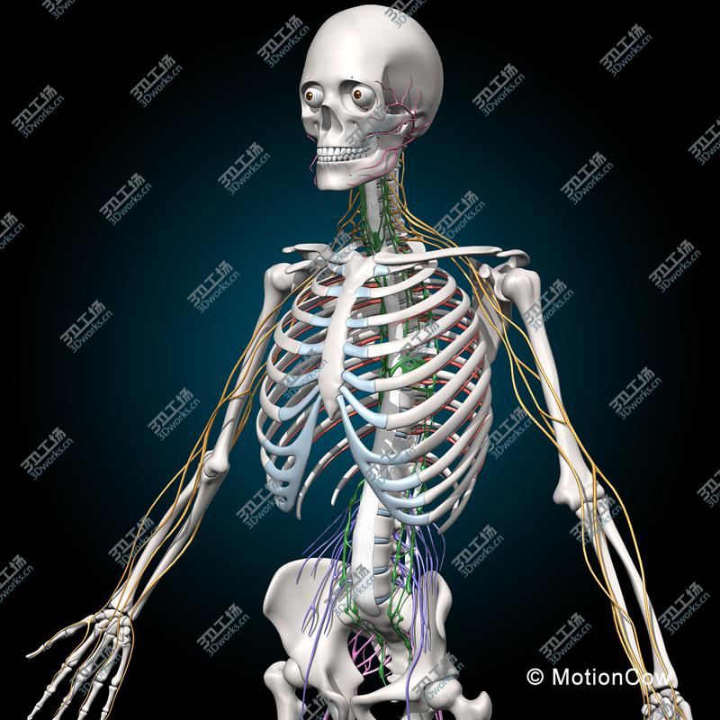 images/goods_img/2021040232/Skeleton & Nervous System/2.jpg